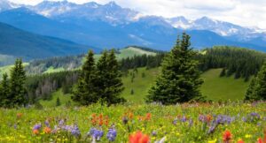 Vail wildflowers